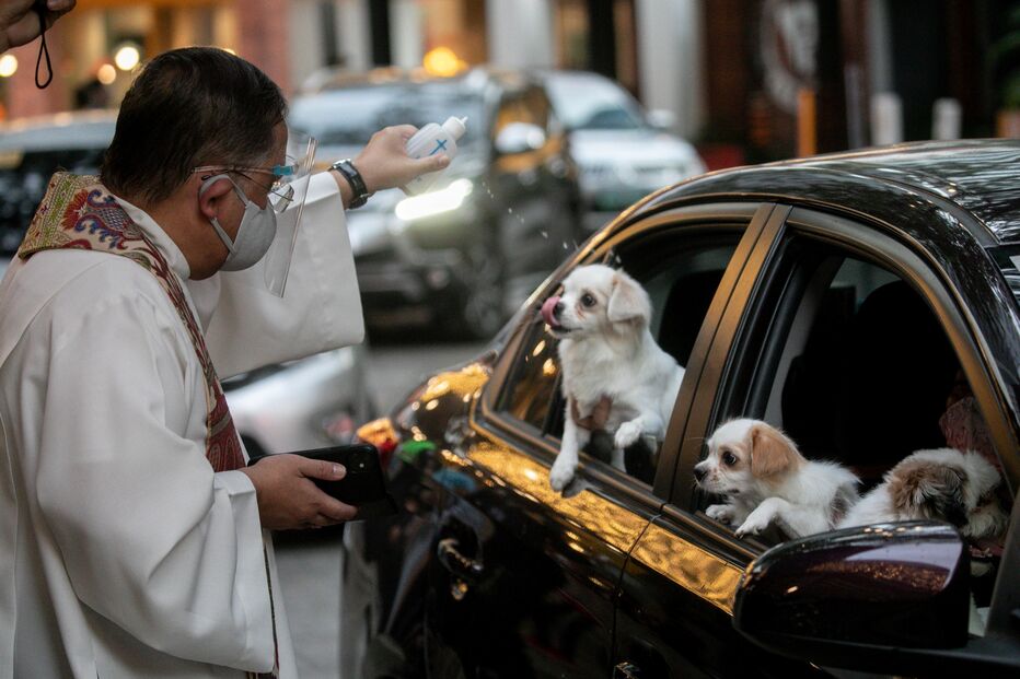 Animais domésticos abençoados