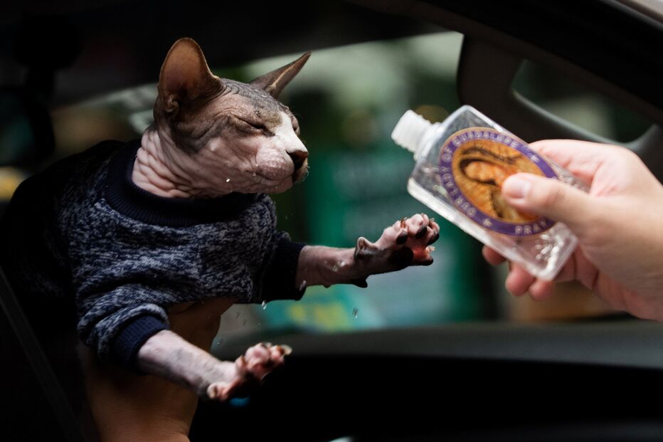 Animais domésticos abençoados