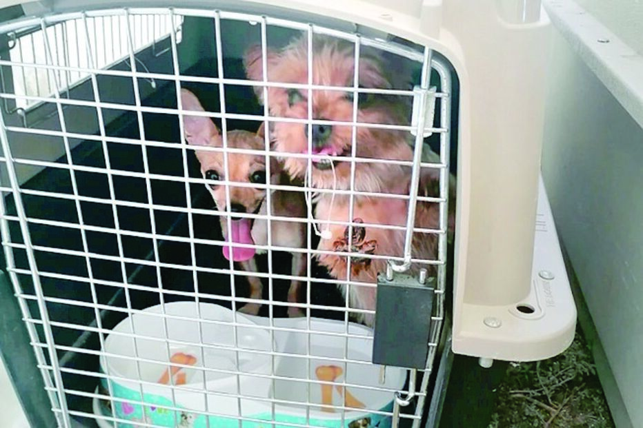 resgate, animais, elvas