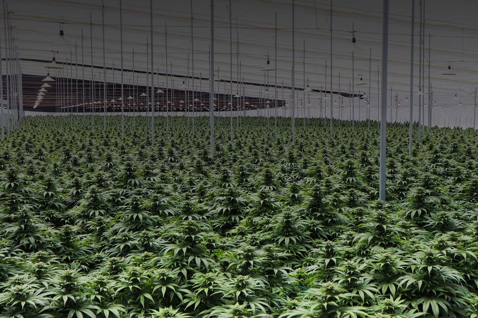 2021-10-06_01_15_12 cannabis estufa.jpg