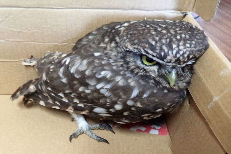 Mocho-Galego resgatado 