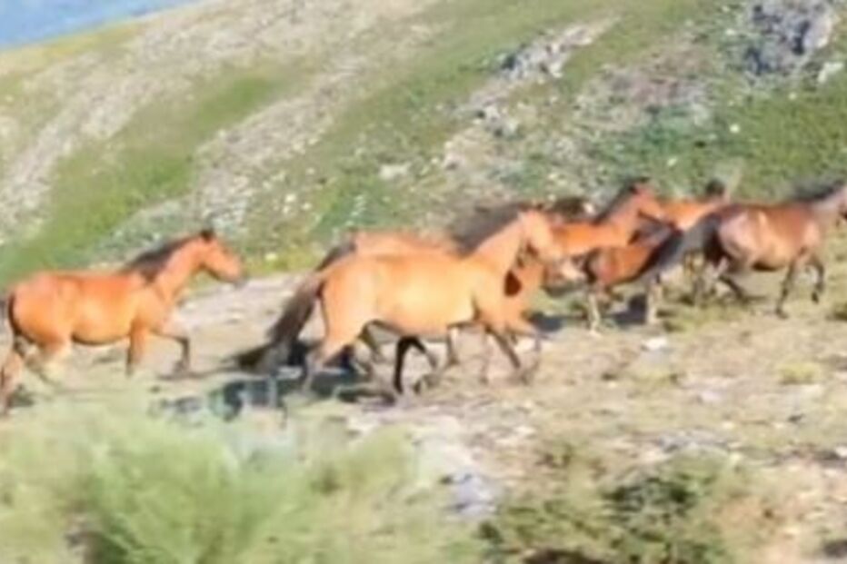 Cavalos garranos libertados no Parque Natural Sintra-Cascais para ajudar a minimizar risco de incêndios