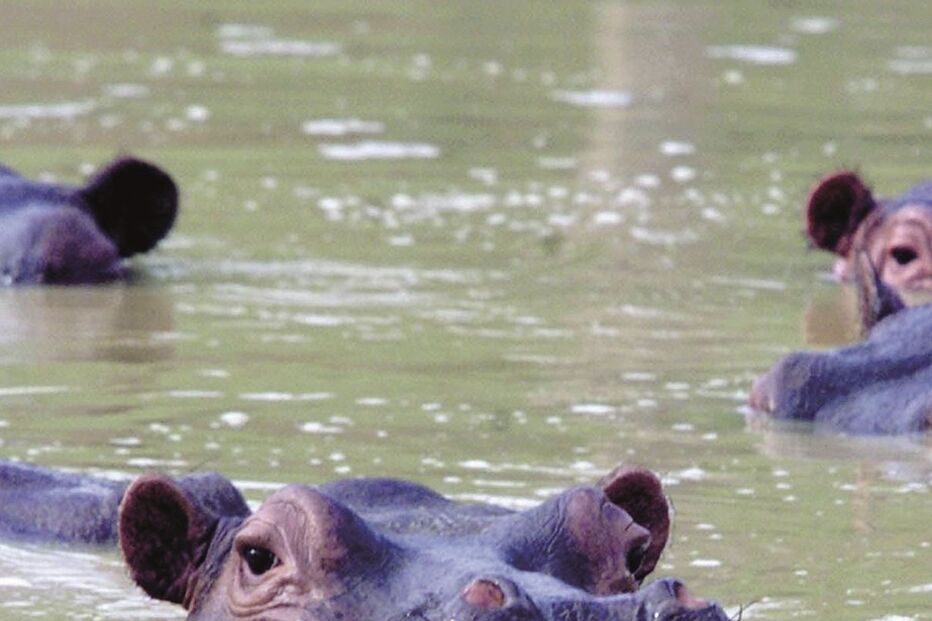 Hipopótamos, Escobar, animais