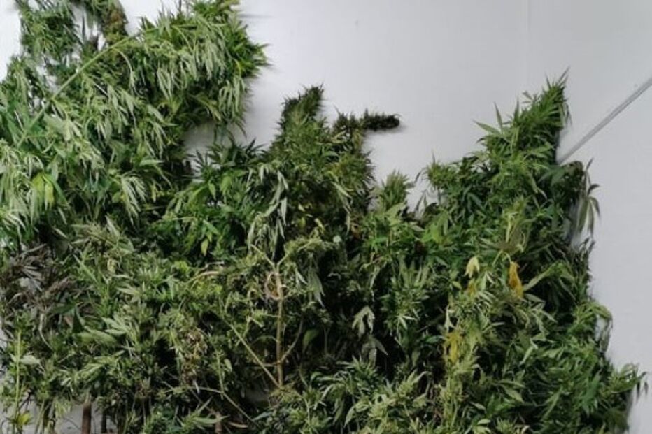 canábis, apreensão