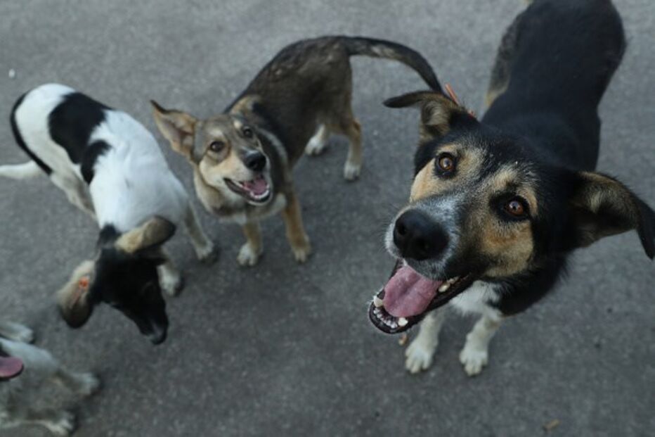 Cães