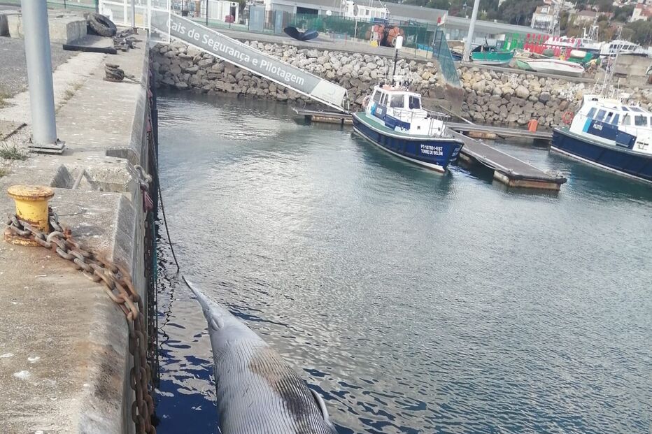 Carcaça de baleia com 12 metros aparece no Tejo