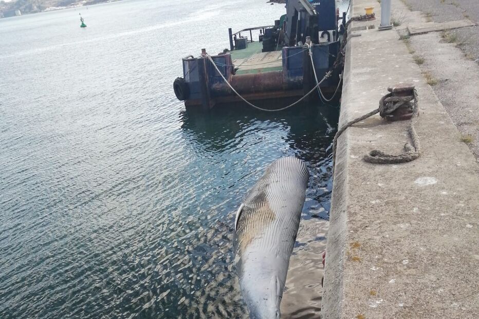 Carcaça de baleia com 12 metros aparece no Tejo