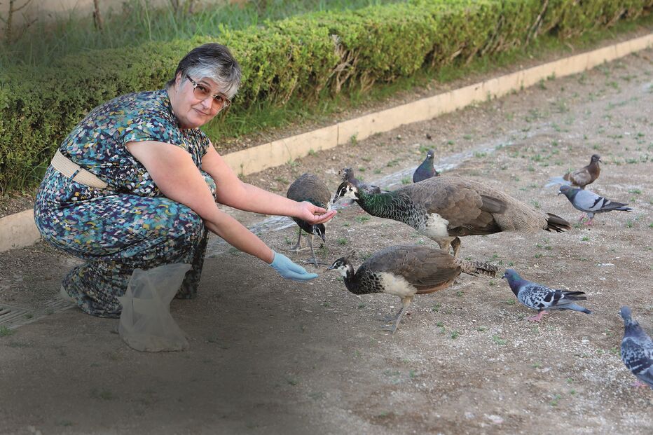 Pavões (eles todos chamados Chico e elas todas de nome Florípedes) comem à mão de Lina