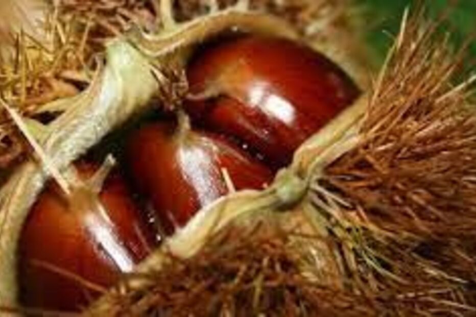 2021-10-26_16_01_39 Castanha.jpg