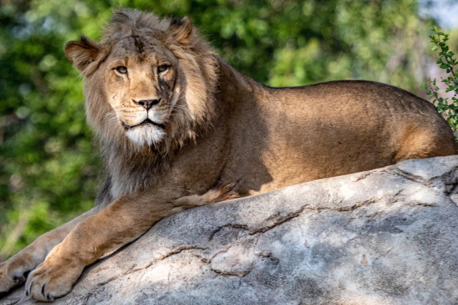 Leão, zoo de Denver, Colorado
