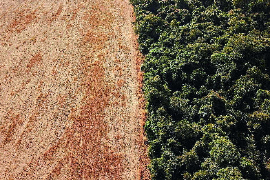 A desflorestação da Amazónia está a atingir níveis alarmantes 