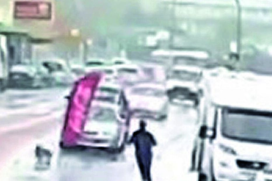 Cão pára o trânsito