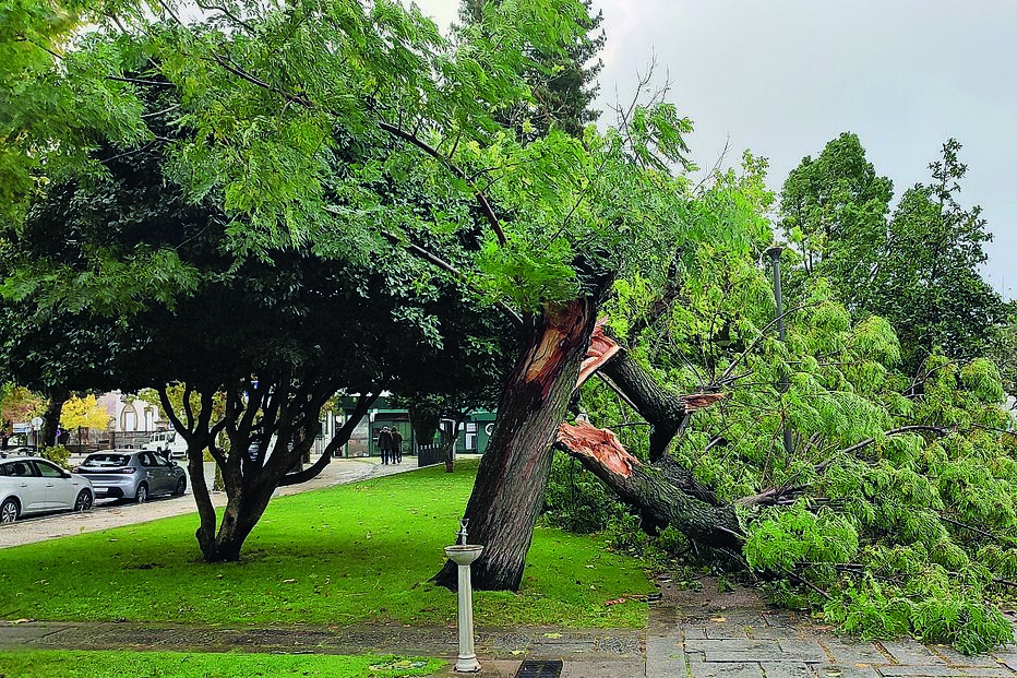 Queda de árvore no jardim público da Covilhã, em resultado do tempo adverso 