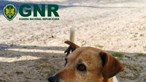 GNR de Setúbal encontra cão desaparecido desde 2015