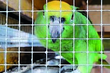 papagaio, autoridades, animais, apreensão