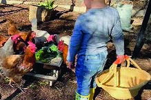 Na sua residência de Montecito, os duques têm um galinheiro, onde os filhos gostam de brincar