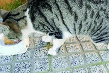 Uma das gatas maltratadas  