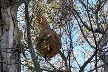 Ninho de vespas asiáticas