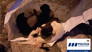 Homem detido após deitar seis gatos recém-nascidos para o lixo em Ovar