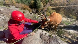 Bombeiros de Arcos de Valdevez resgatam vaca presa em rochas