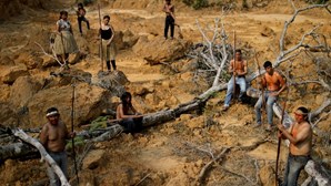 Desflorestação na Amazónia atinge níveis alarmantes