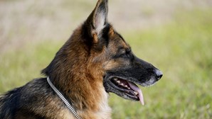 Gunther VI, o pastor-alemão que não tem mesmo uma vida de cão