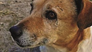 GNR encontra cão procurado há seis anos em Palmela 