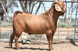 Recordista no tamanho, no peso e no preço, o bode Marrakesh é um exemplar valioso de gado caprino