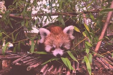 Panda da espécie mais ameaçada do mundo nasce no Jardim Zoológico em Lisboa