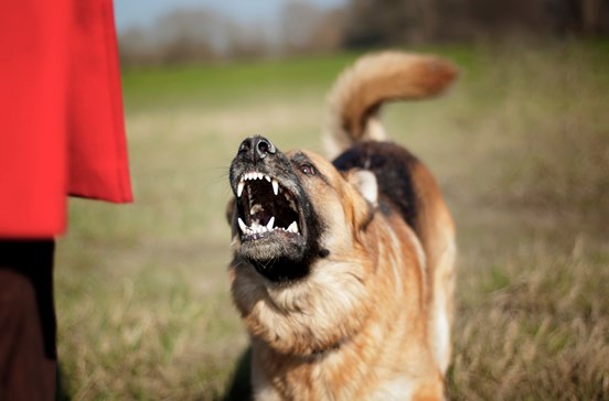 Homem espancado com barra de ferro devido a guerra com cão em praia no Algarve