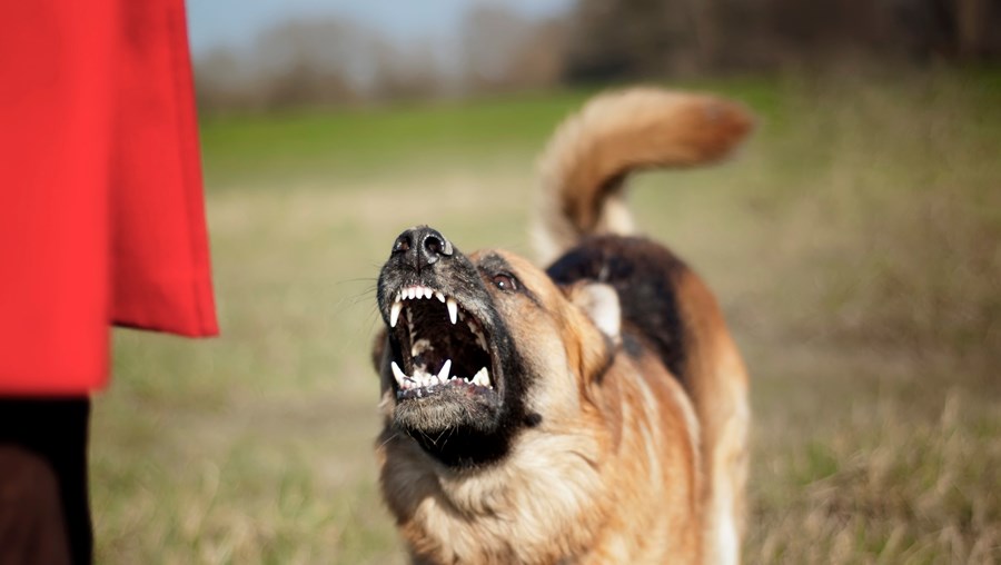Casal agressor atiçou o seu animal,de raça pastor-alemão, contra o cão-d’água da vítima