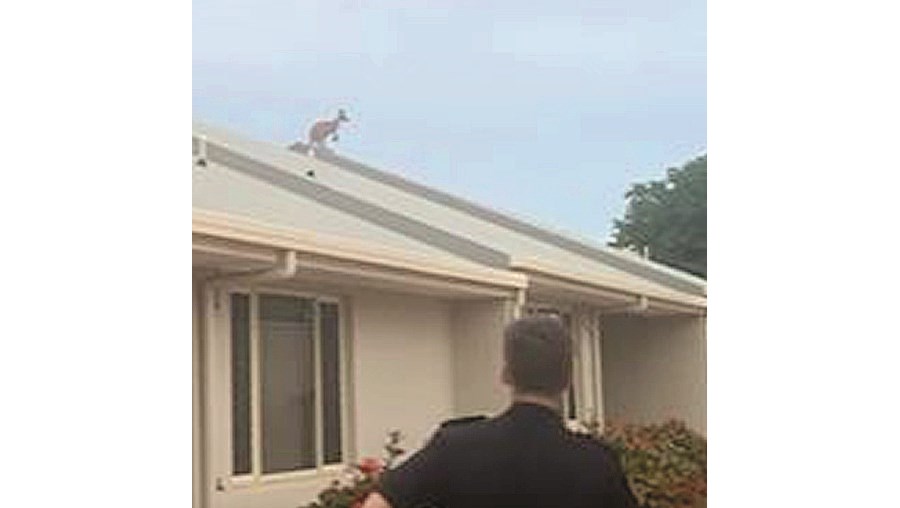 Mistério na Austrália com canguru no telhado
