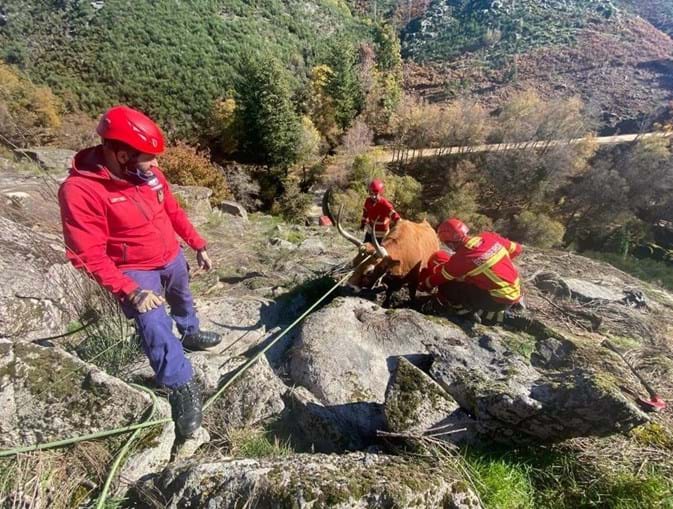 Bombeiros de Arcos de Valdevez resgatam vaca presa em rochas