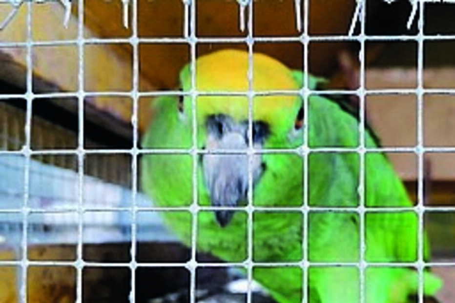 papagaio, autoridades, animais, apreensão