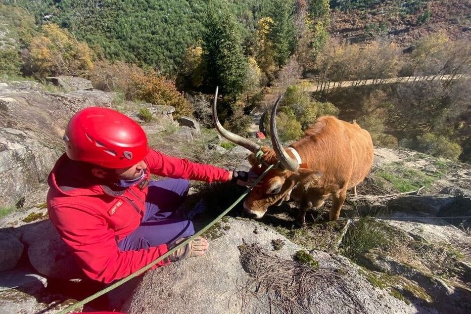 Bombeiros de Arcos de Valdevez resgatam vaca presa em rochas