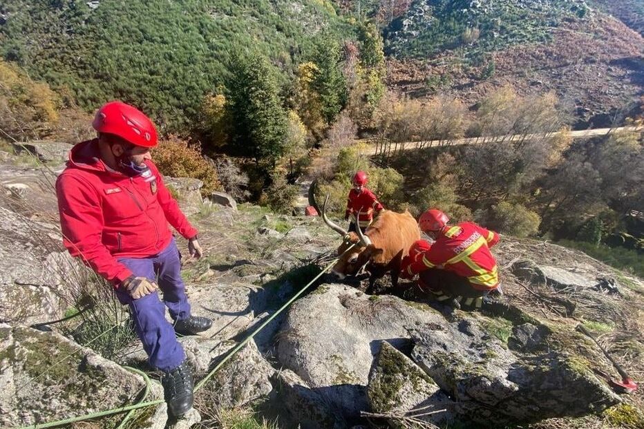Bombeiros de Arcos de Valdevez resgatam vaca presa em rochas