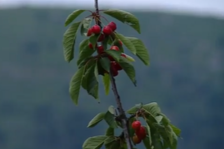 Rede de escravidão dá sova a mulher para provocar aborto