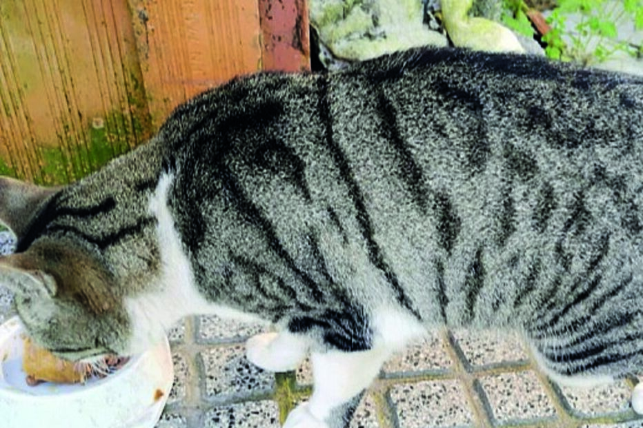 Uma das gatas maltratadas  