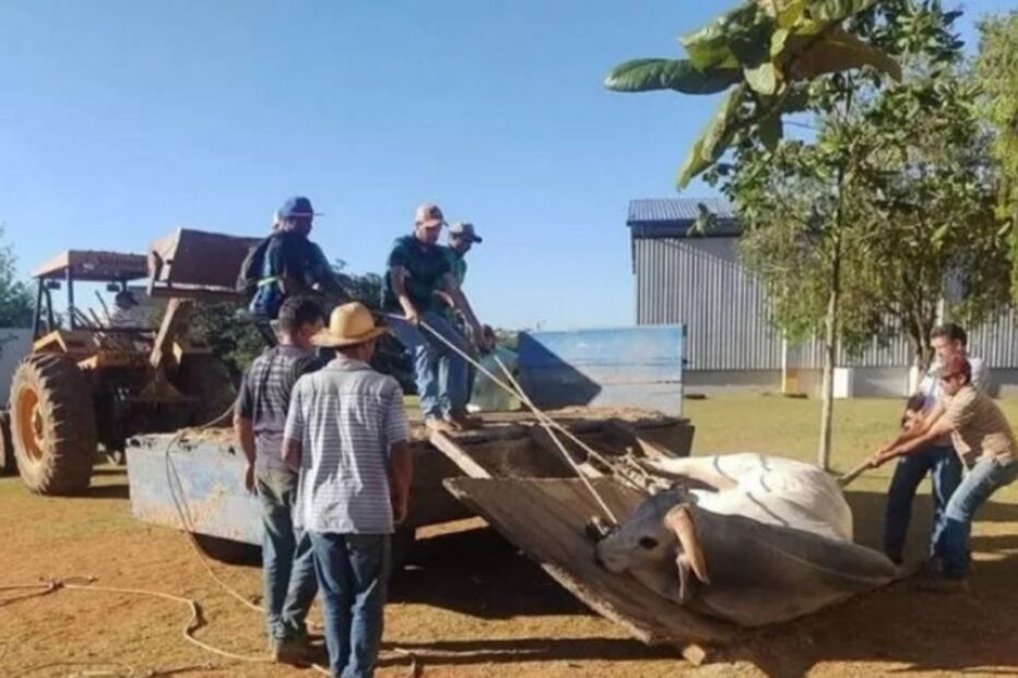 Boi invade escola infantil no Brasil e 16 crianças ficam feridas 