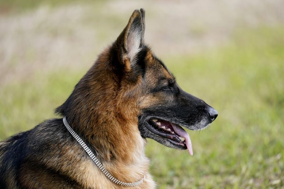 Imagem Gunther-dog-04.jpg (11976554) (Milenium)