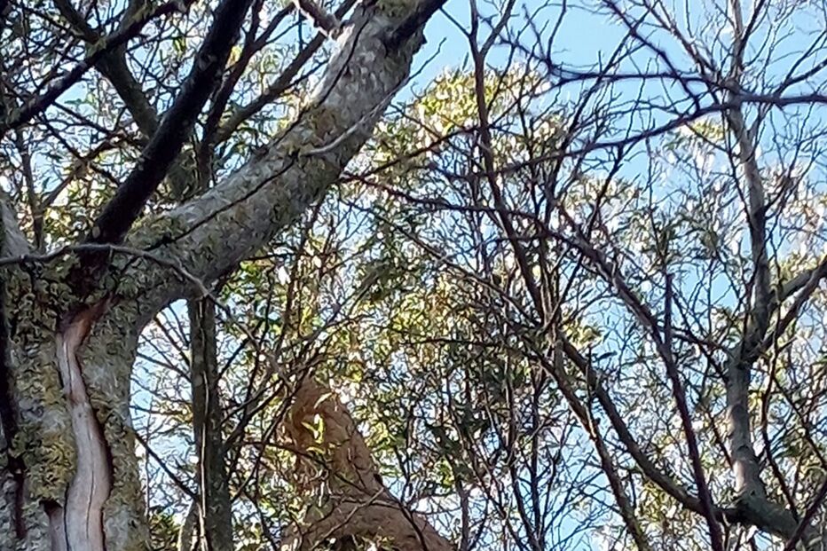 Ninho de vespas asiáticas