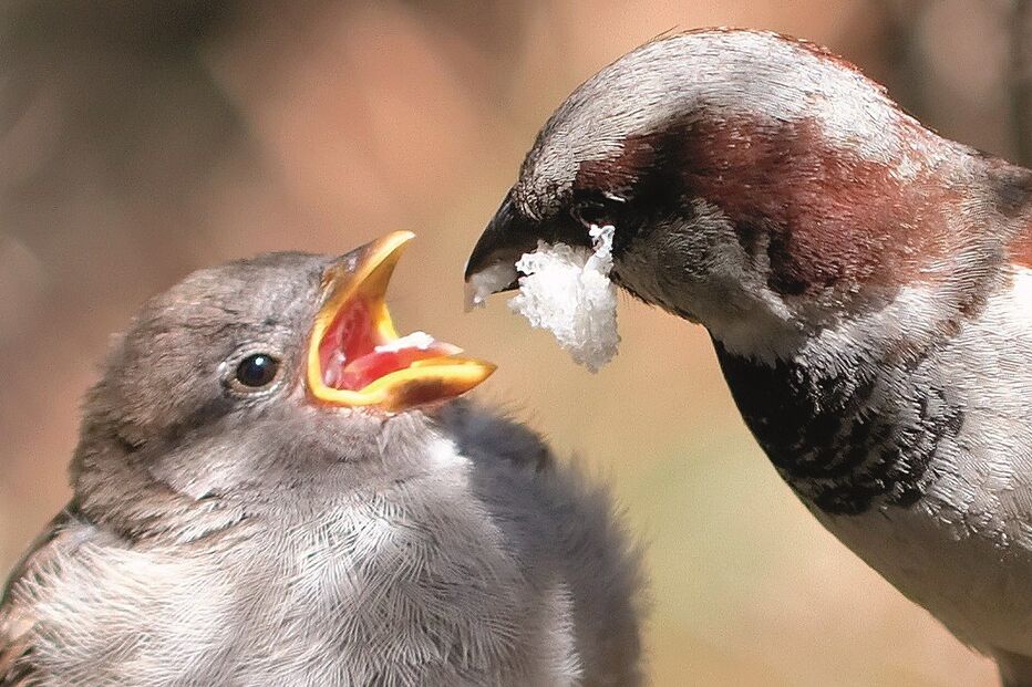 Pardais estão a desaparecer de Lisboa. Ruído é apontado como causa 