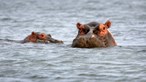 Zoo deteta primeiros casos de Covid-19 em hipopótamos 