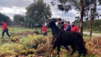 Bombeiros dos Arcos de Valdevez resgatam cavalo preso em mina com dois metros de altura