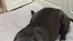 Cão guloso devora saco com moedas de chocolate