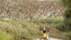 Mais de 1600 famílias e 4000 hectares de culturas afetadas por inundações no sul de Moçambique
