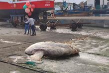 Peixe-lua com quase 3 toneladas encontrado morto junto a porto da Horta nos Açores