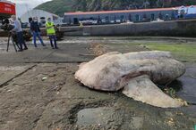 Peixe-lua com quase 3 toneladas encontrado morto junto a porto da Horta nos Açores