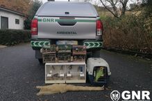 2021-12-14_16_18_22 GNR Aveiro - Resgate de aves.jpg