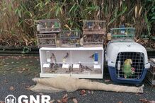 2021-12-14_16_18_23 GNR Aveiro - Resgate de aves2.jpg